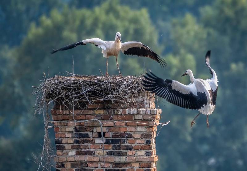 Professional Chimney Animal Removal Services in White Marsh, Maryland