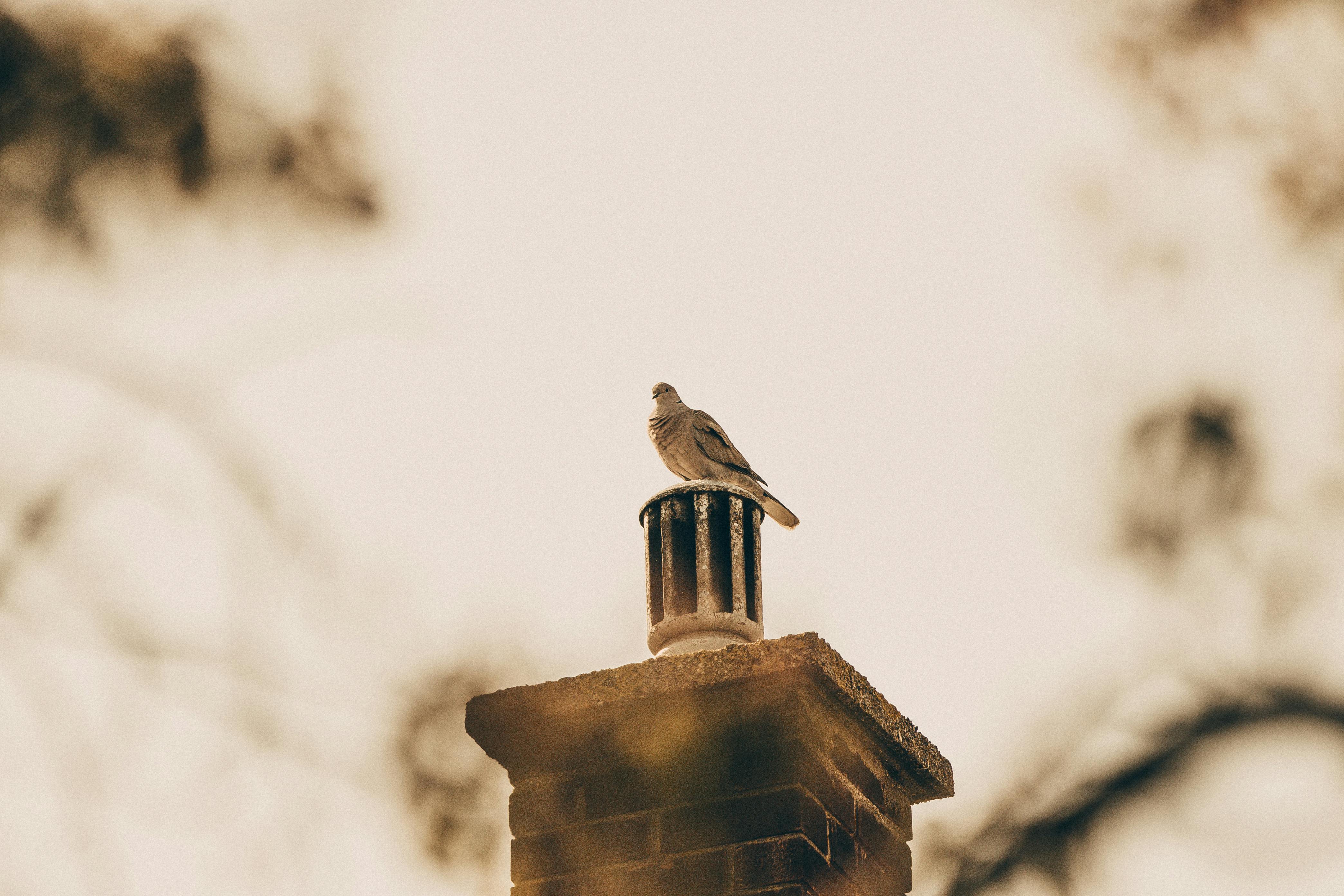 Expert Chimney Cap Installation in White Marsh, Maryland